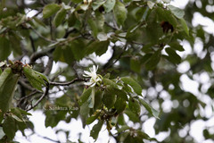 Pterospermum heyneanum